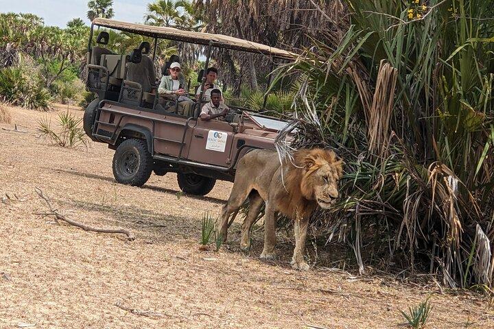 From Zanzibar: Mikumi Safari Day Trip with Flights and Meal