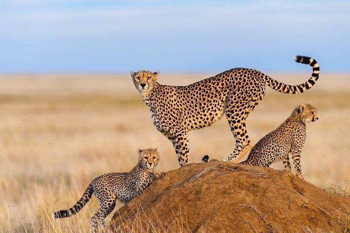 Tanzania Private 7 Day Safari Tour