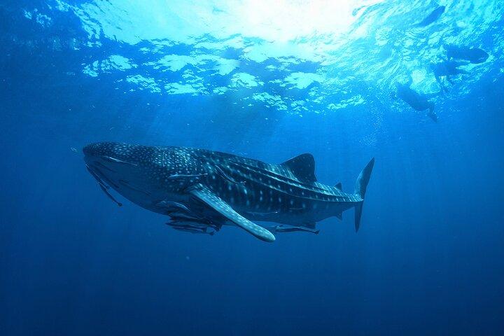 Whale Shark Snorkeling Experience from Cancun and Riviera Maya