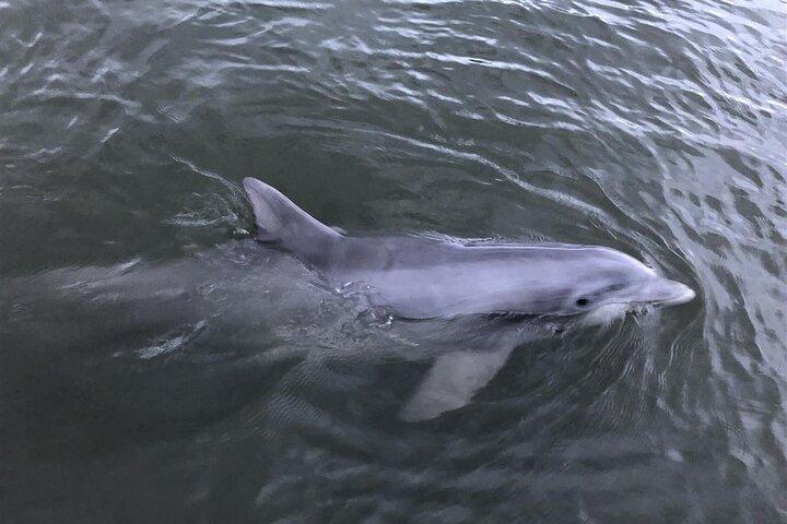 Private Hilton Head Guided Kayak Nature Tour