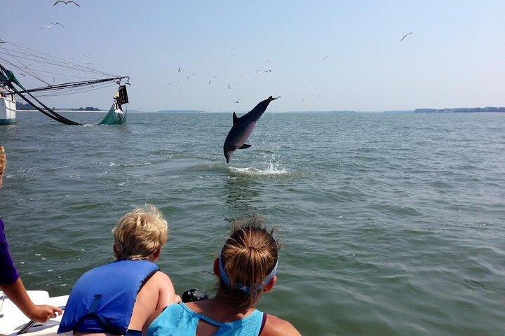 90 Minute Hilton Head Dolphin and Nature Cruise