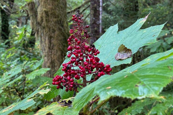 Small-Group Rainforest Hiking Adventure- Ketchikan Excursion
