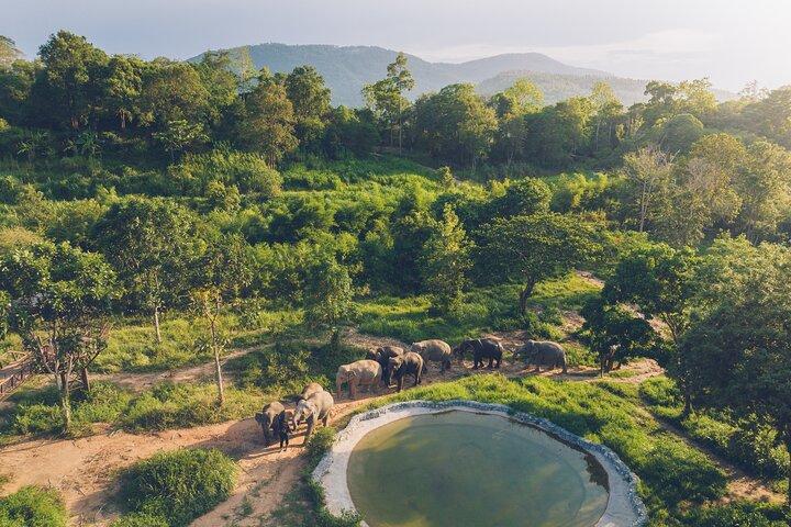 Samui Elephant Kingdom Ethical Sanctuary and Skywalk Tour
