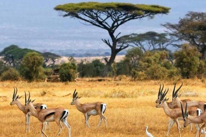 2 Days, 1 night private safari to Amboseli National Park