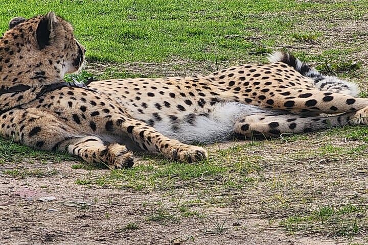 Cheetah encounter lion park, tiger ,leopard and Wine Tasting