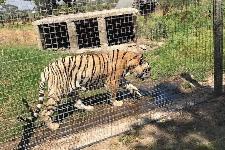 Cape Town Giraffe House Big Cats Encounter and Wine Tasting
