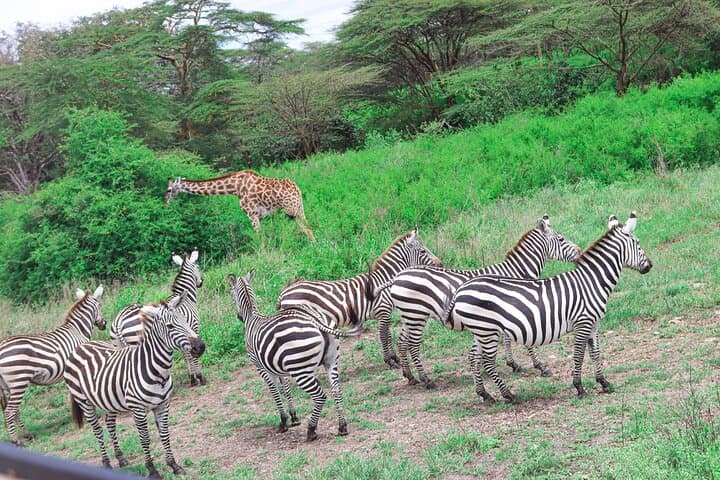 Nairobi National Park Private Safari in a 4X4 Landcruiser Jeep