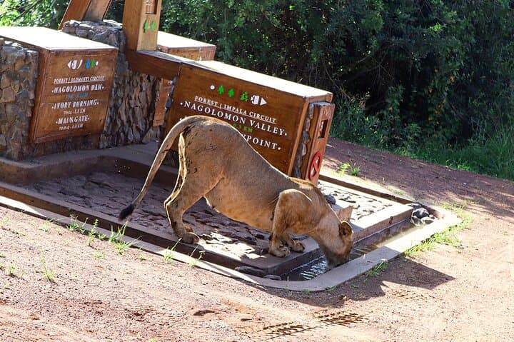 Nairobi National Park Private Safari in a 4X4 Landcruiser Jeep