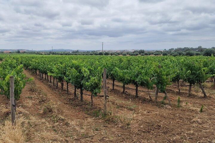 Lisbon Wine Tour: Azeitao, Setubal and Arrabida and Hotel Pickup