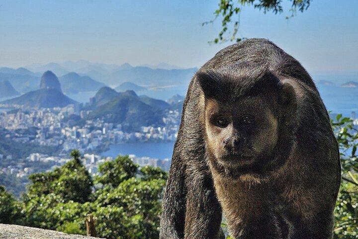 Small-Group Tijuca Forest Guided Tour
