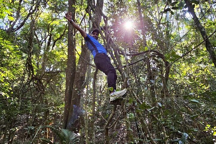 Small-Group Tijuca Forest Guided Tour