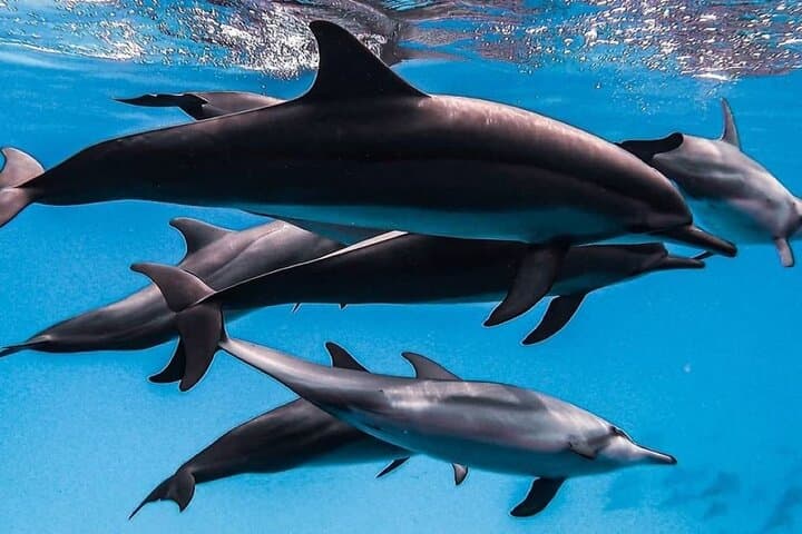 Mnemba Dolphin Tour, Salaam Cave, The Rock, Kuza Cave, Paje Beach