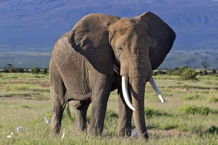 2 Days, 1 night private safari to Amboseli National Park