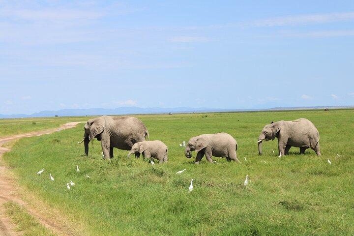 2 Days, 1 night private safari to Amboseli National Park
