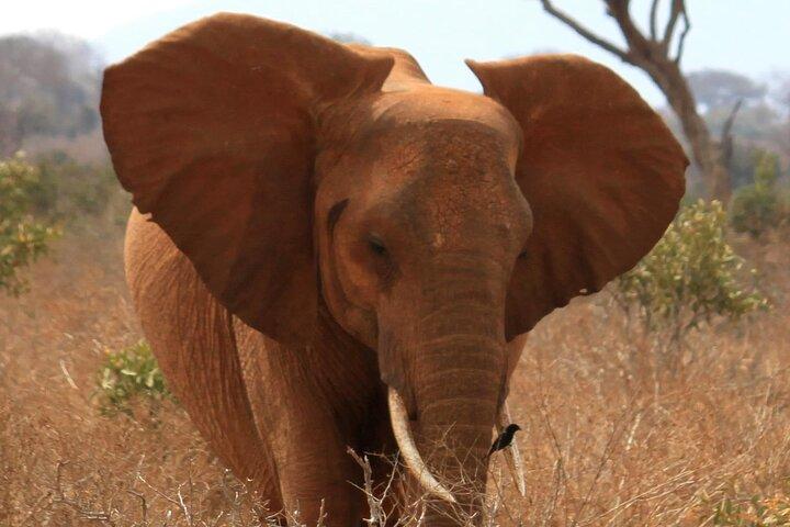 3 Days 2 Nights Tsavo East National Park Safari- from Nairobi