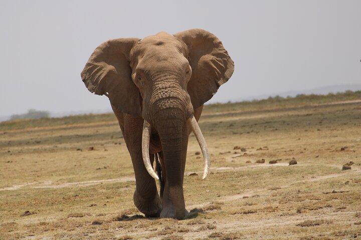 2 Days, 1 night private safari to Amboseli National Park
