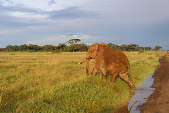 2 Days, 1 night private safari to Amboseli National Park