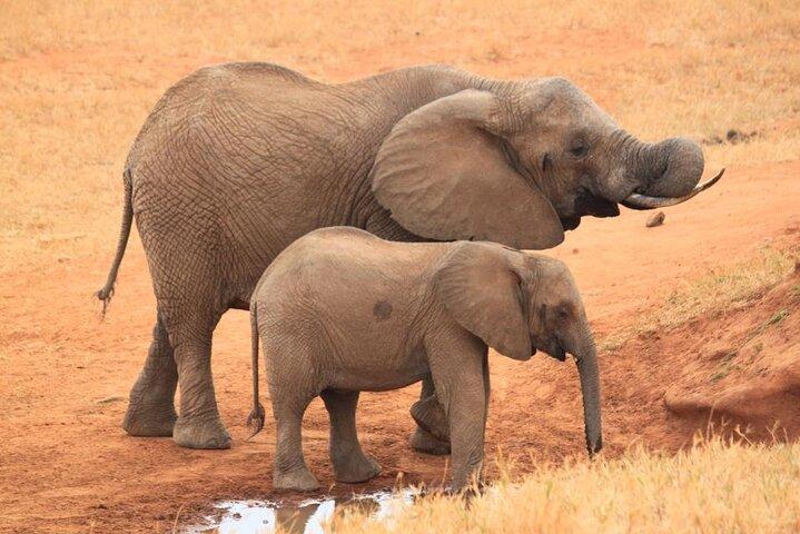 3 Days 2 Nights Tsavo East National Park Safari- from Nairobi