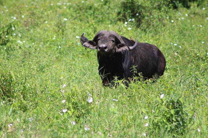 4 Days Serengeti NP, Ngorongoro Crater & Tarangire NP Safari