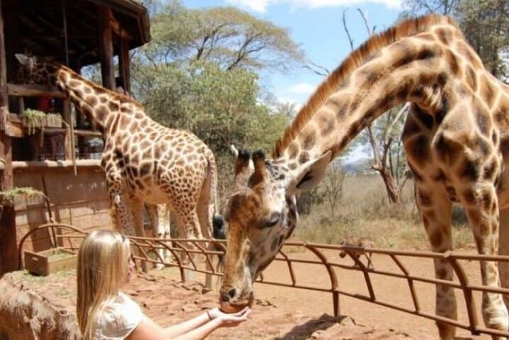 Day tour to Nairobi National Park and Giraffe Centre