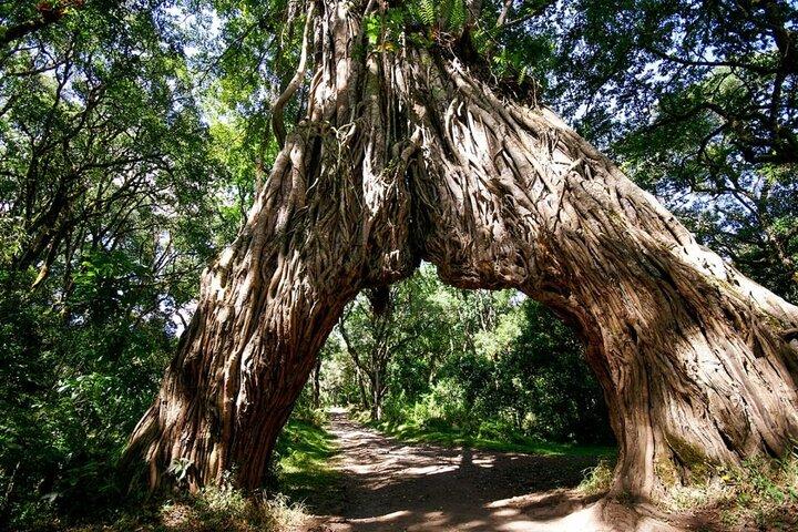 Arusha National Park Walking and Canoeing Day Trip