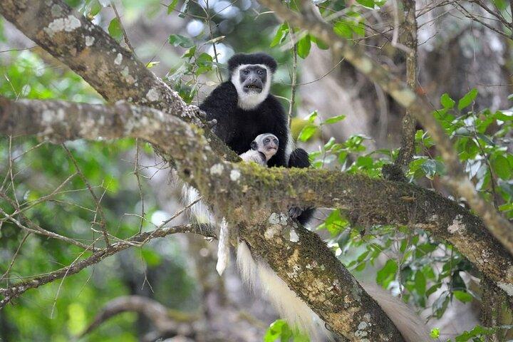 Arusha National Park Walking and Canoeing Day Trip