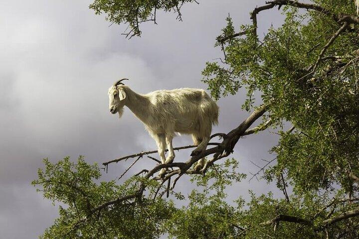 Taghazout Goats in Trees Excursion with Souk El Had Visit