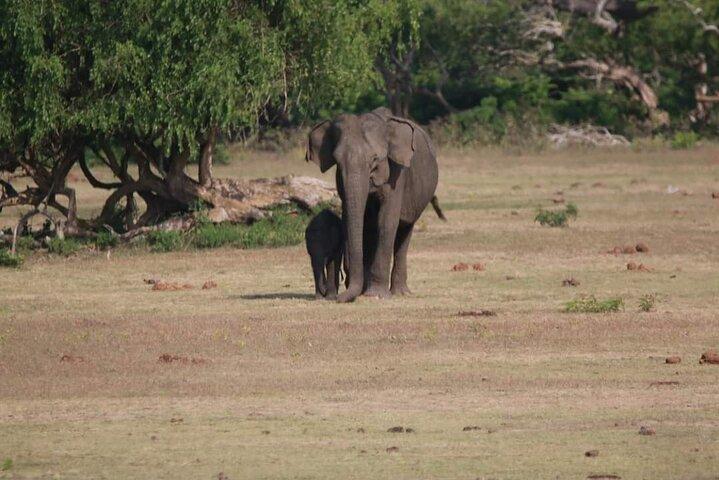 Yala National Park Tour From Hambantota Port