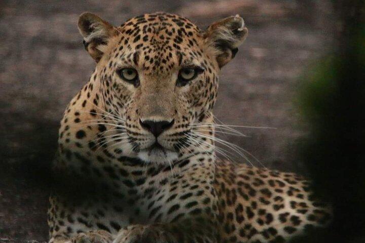 Yala National Park Tour From Hambantota Port