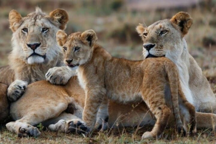 8 Days Kenya and Tanzania Private Budget Camping Safari