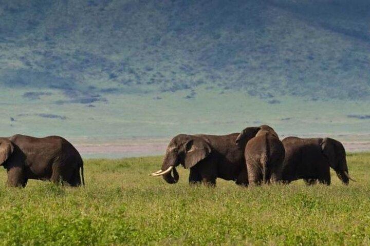 8 Days Kenya and Tanzania Private Budget Camping Safari