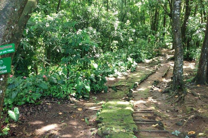 Millet Rainforest Hiking Experience