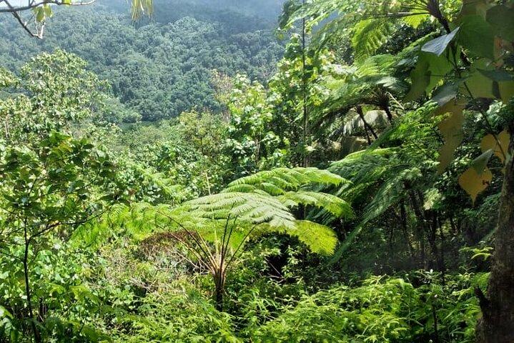 Millet Rainforest Hiking Experience