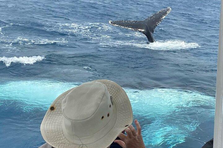 Adventure Whale Watching Tour Mooloolaba