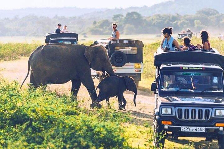 All inclusive leopard safari Wilpattu with guide