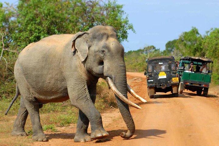 All inclusive leopard safari Wilpattu with guide