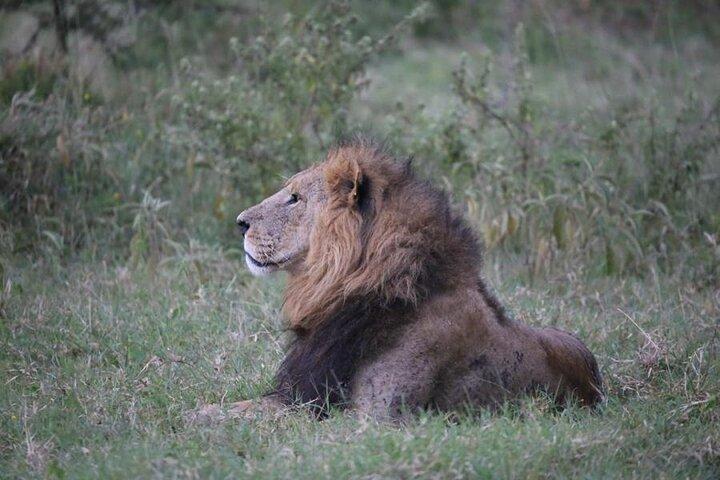 3 Days Masai Mara Group Budget safari in 4x4 Jeep Daily Tour