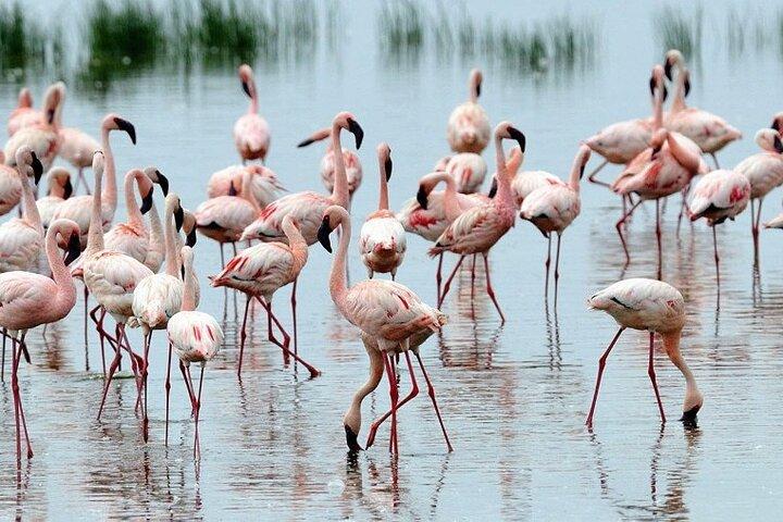 4 Days Masai Mara & Lake Nakuru Budget Group Safari in a 4x4 Jeep