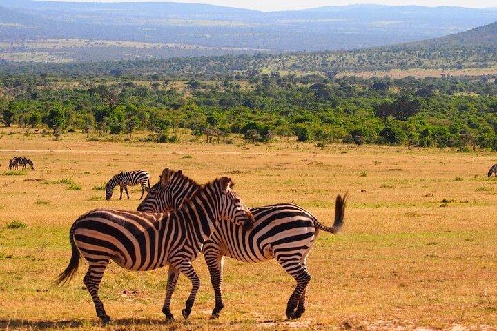 4 Days Masai Mara & Lake Nakuru Budget Group Safari in a 4x4 Jeep