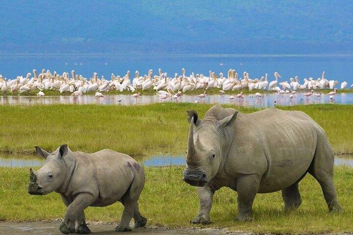 4 Days Masai Mara & Lake Nakuru Budget Group Safari in a 4x4 Jeep