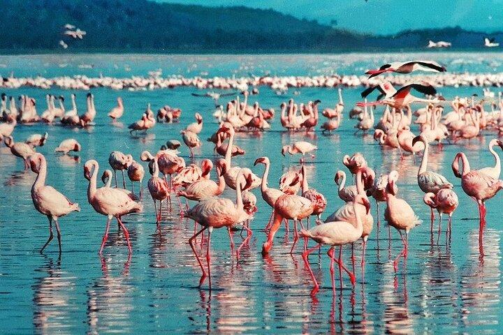 4 Days Masai Mara & Lake Nakuru Budget Group Safari in a 4x4 Jeep
