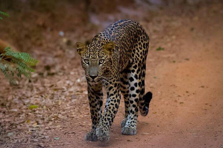 All inclusive leopard safari Wilpattu with guide