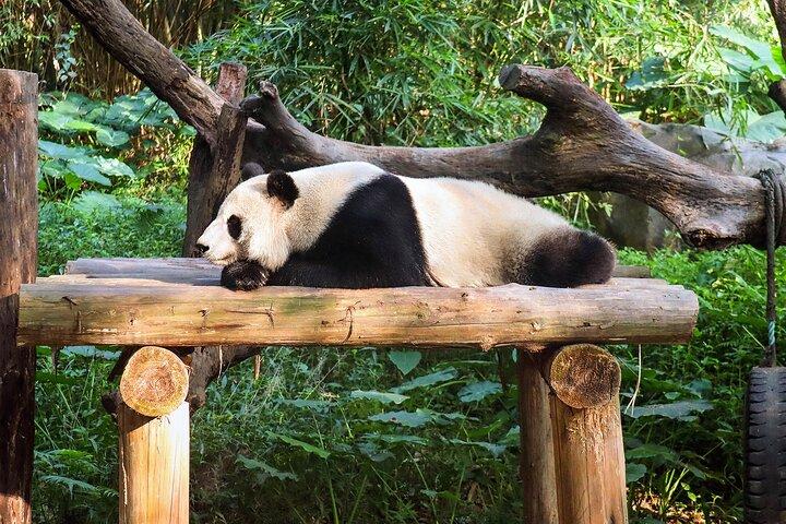 Private Car Tour: Dujiangyan Panda Valley and Irrigation System