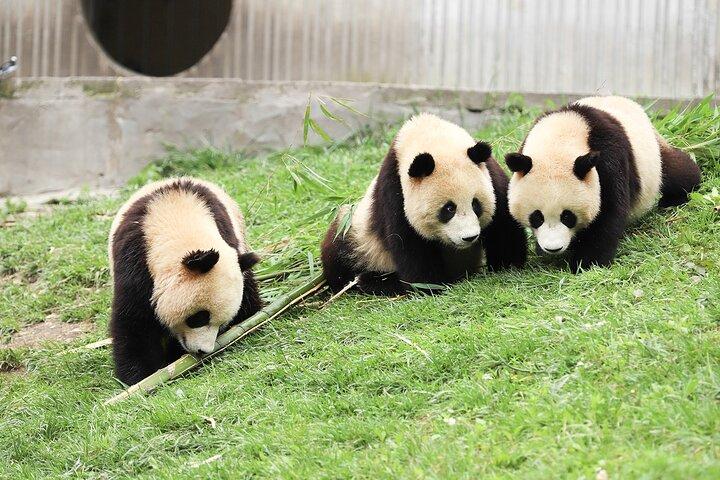 Private Car Tour: Dujiangyan Panda Valley and Irrigation System