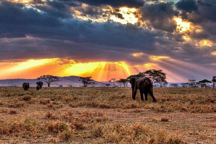 4 Day Joining Safari of Wild Wonders Serengeti and Ngorongoro