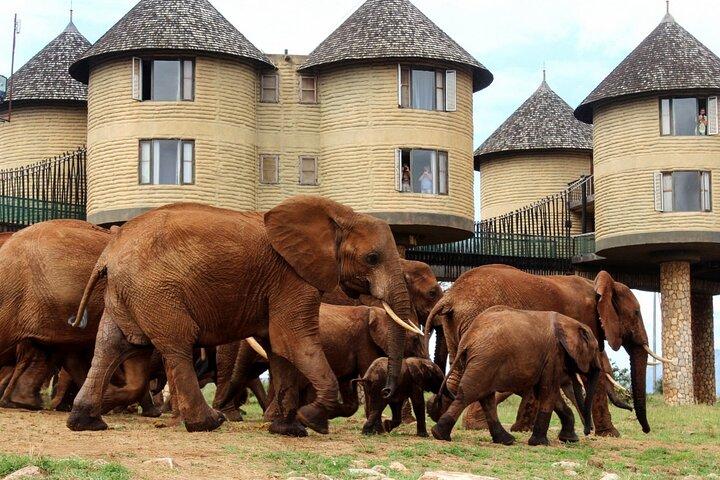 3 Days Saltlick and Tsavo West Luxury Safari from Nairobi