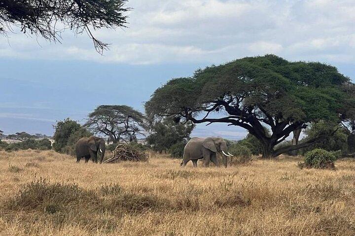 Amboseli Multi Day Tour from Nairobi