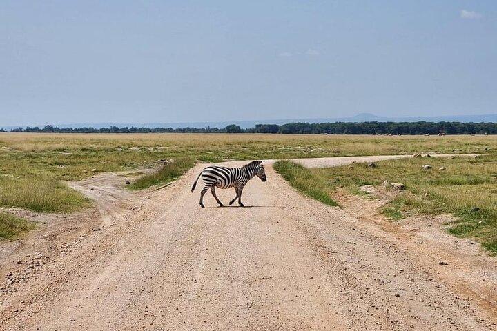 Amboseli Multi Day Tour from Nairobi
