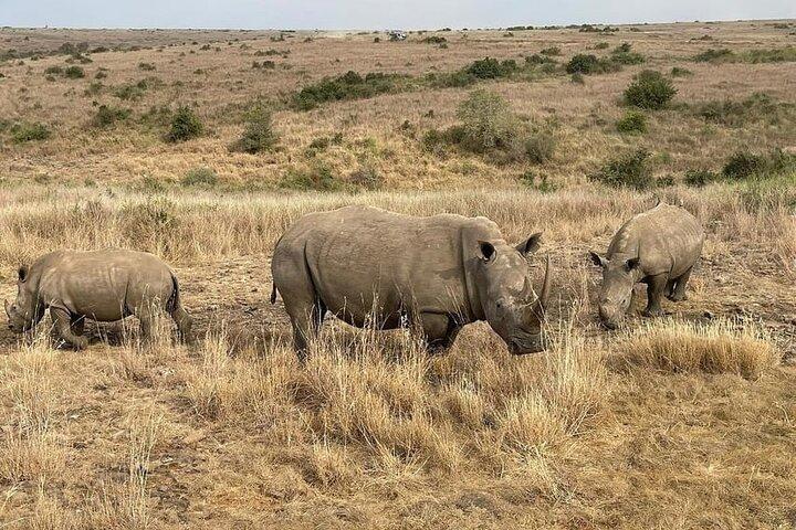 National Park Half-Day Group Tour in Nairobi with Pickup
