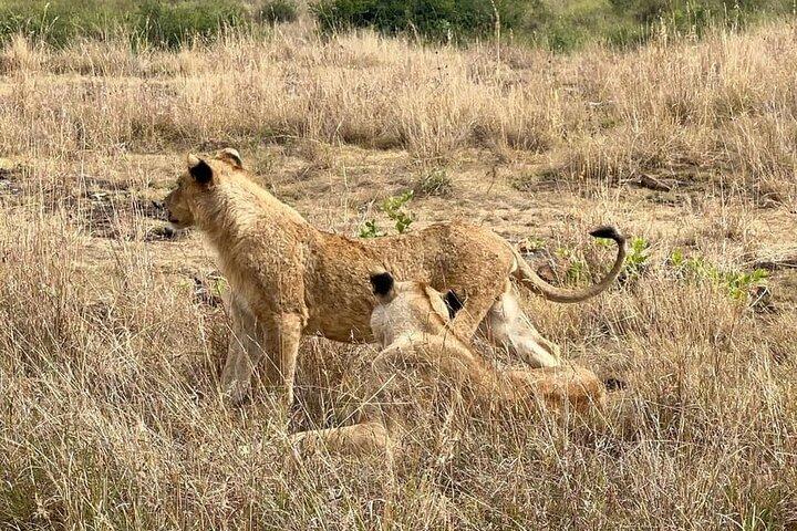 National Park Half-Day Group Tour in Nairobi with Pickup